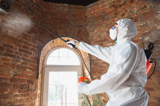 Best Basement Mold Removal  in USA